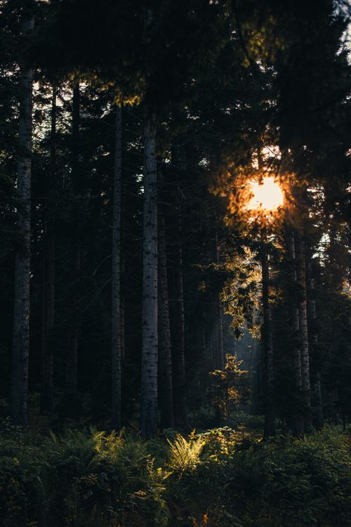 Free A tranquil forest scene with sunlight streaming through tall trees, casting a warm glow. Stock Photo