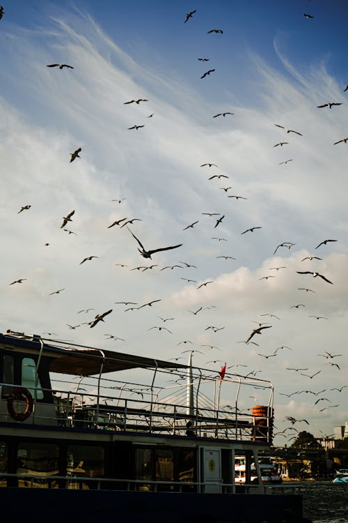 Photo of Flying Birds