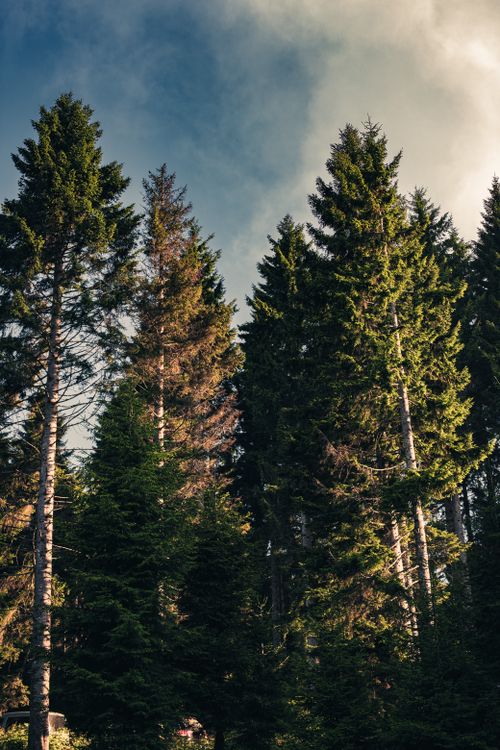 Free A serene view of towering evergreen trees under a partly cloudy sky in a peaceful forest. Stock Photo