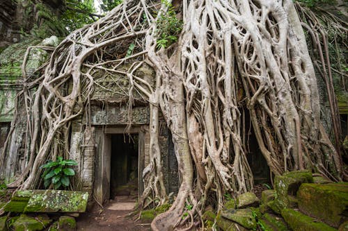 Tree Roots over Ta Prohm Temple in Cambodia