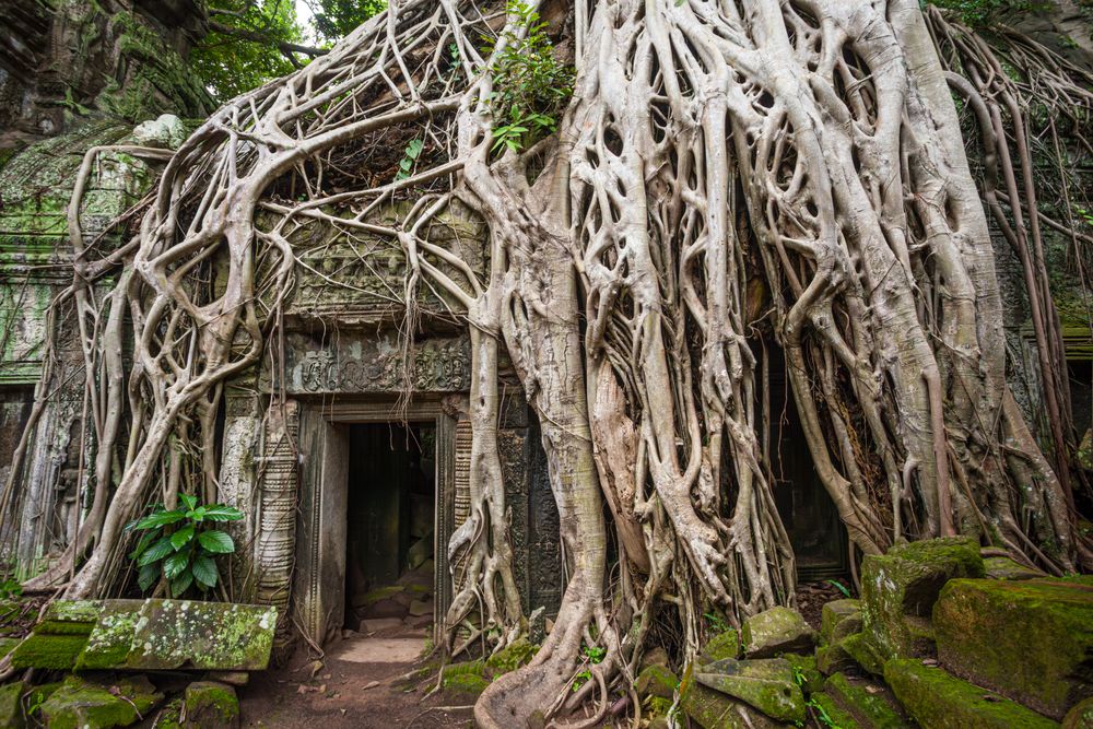 Tree roots engulfing a doorway at Ta Prohm, Angkor