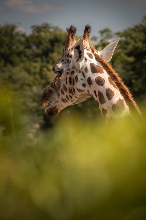 Kostenloses Stock Foto zu giraffe, kopf, natur
