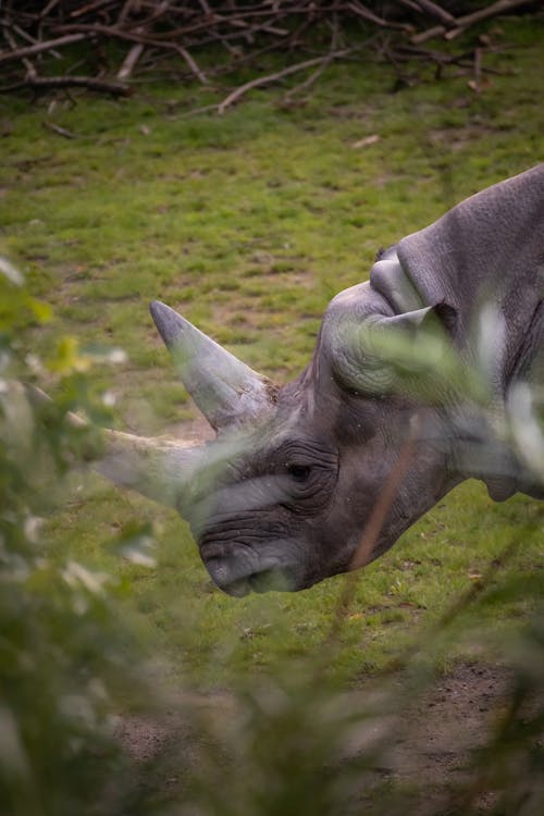 Eastern Black Rhinoceros