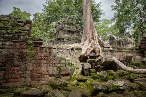 Ảnh lưu trữ miễn phí về angkor wat, campuchia, cây