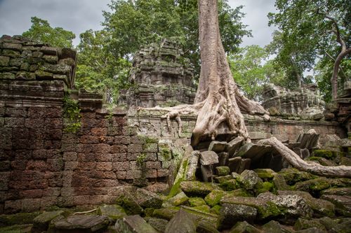 Free Explore the mesmerizing tree roots entwined in the ruins of Angkor Wat Temple in Cambodia. Stock Photo