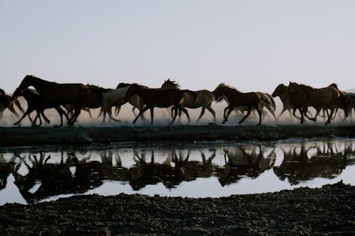 Running Herd of Horses Reflecting in Water