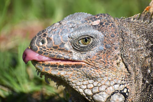 Ingyenes stockfotó állatfotók, fej, fényképek a vadvilágról témában