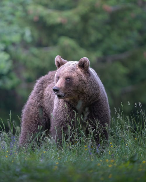 Gratis lagerfoto af bjørn, dyrefotografering, græs