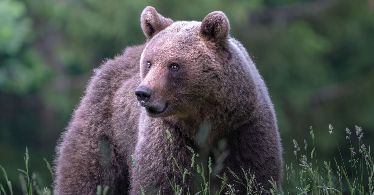 Normal Bear Bear in Nature · Free Stock Photo