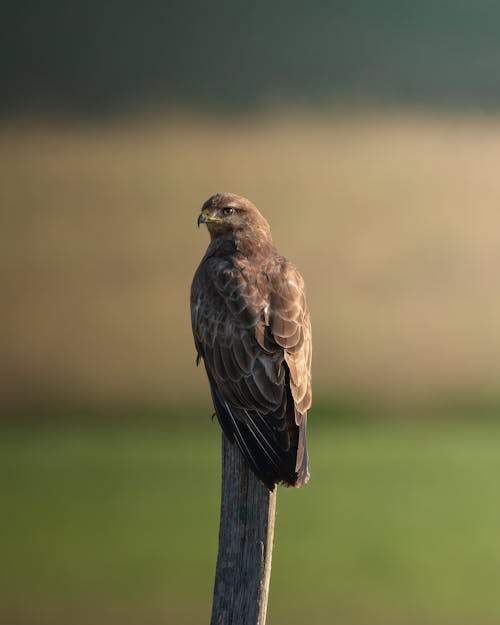 Common Buzzard Bird