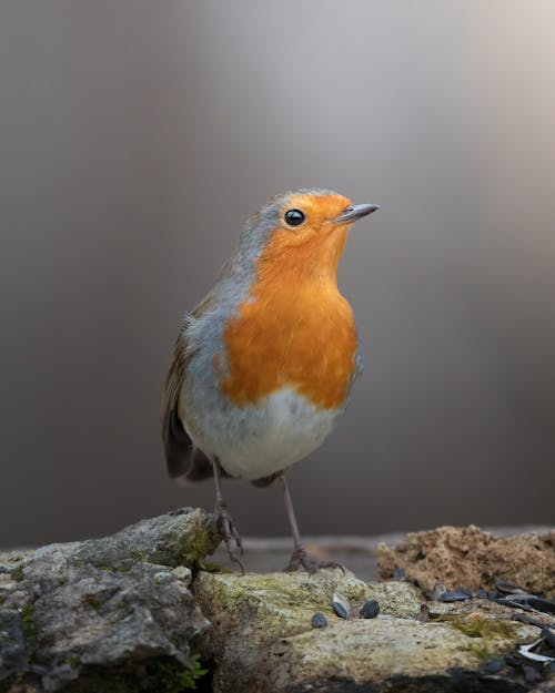 European Robin Bird