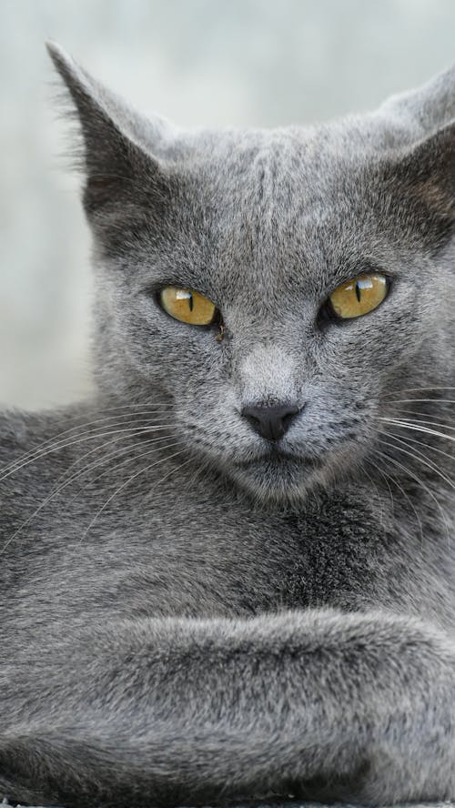 Gray Cat with Yellow Eyes