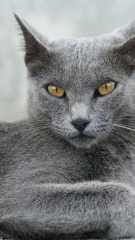 Detailed portrait of a gray cat with striking yellow eyes on a neutral background.