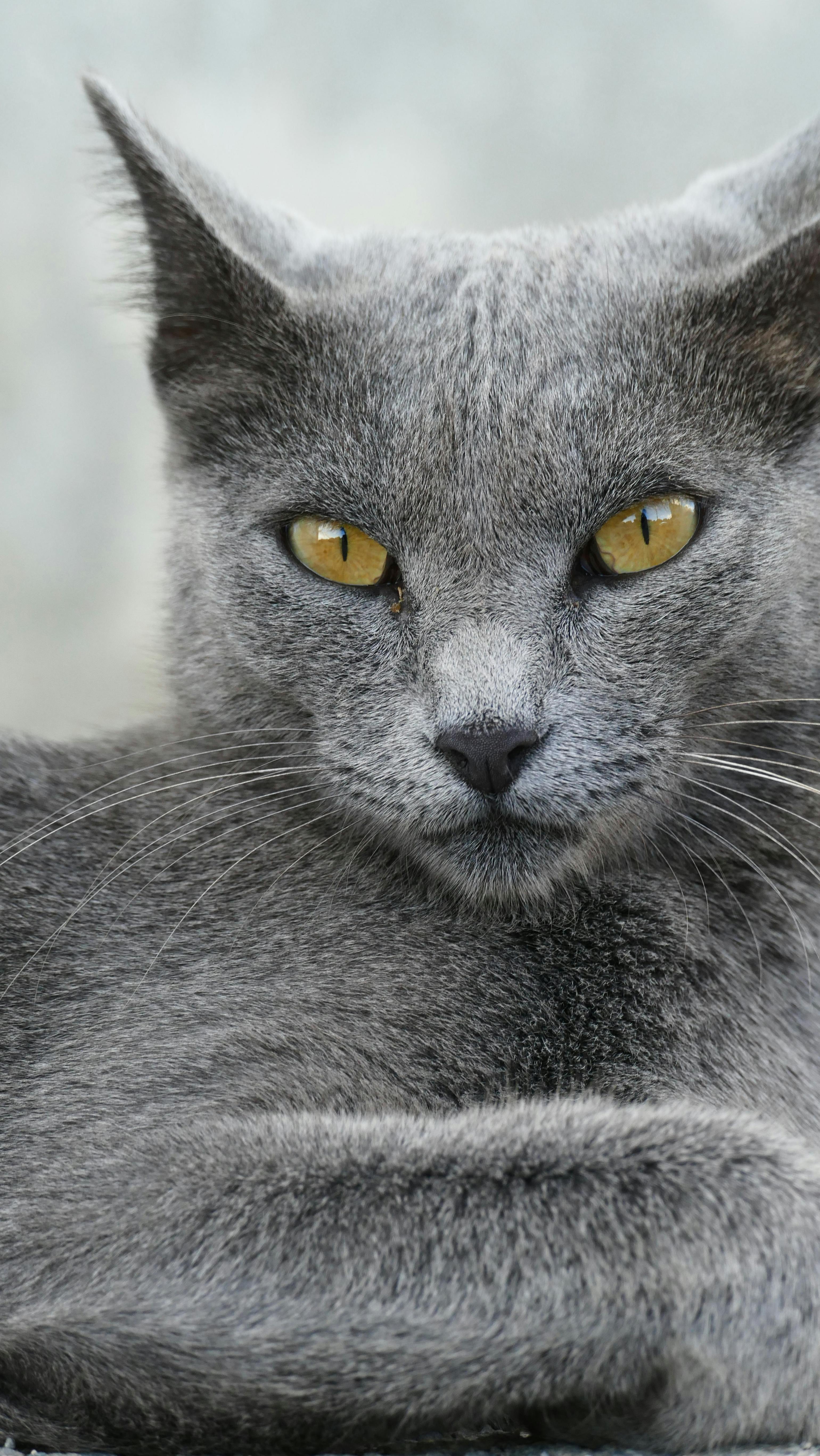 dark grey cat with green eyes