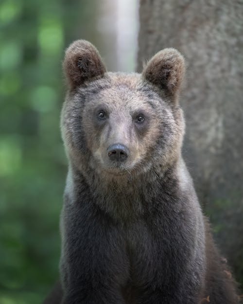 Gratis lagerfoto af bjørn, dyrefotografering, lodret skud