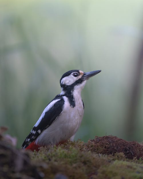 Close-up of a Great Spotted Woodpecker Sitting on Moss 