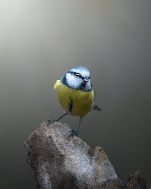 Close-up of an Eurasian Blue Tit Perching on a Branch 