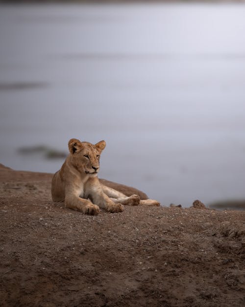 A Lioness Lying on the Ground 