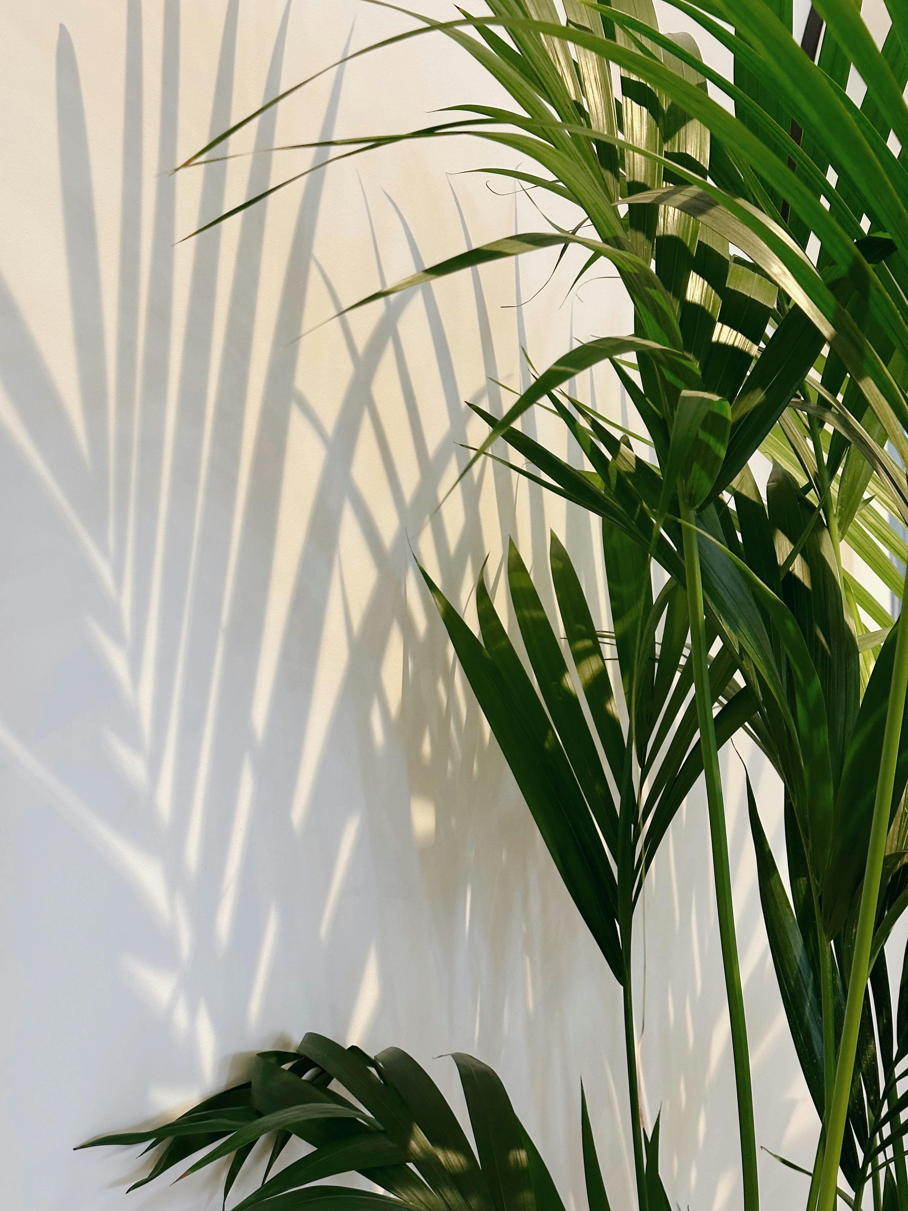 Elegant green palm leaves casting shadows on a white wall in soft sunlight.