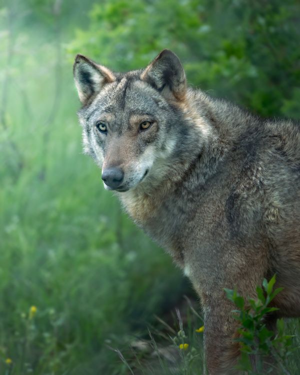 Nature Wolves Wolf in Nature · Free Stock Photo