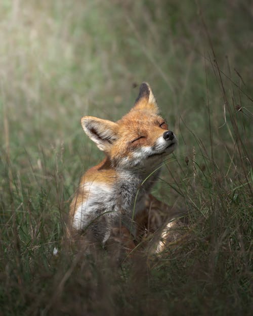 Kostenloses Stock Foto zu boden, fuchs, gras