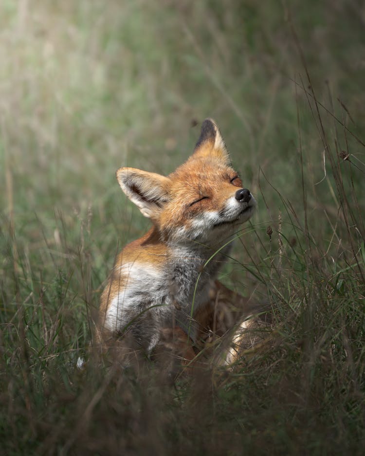 Fox In Grass