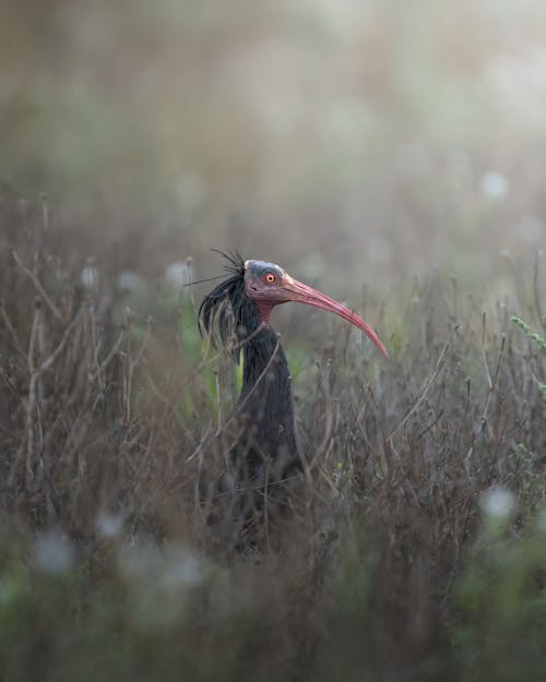 Darmowe zdjęcie z galerii z fotografia przyrodnicza, fotografia zwierzęcia, ibis łysy