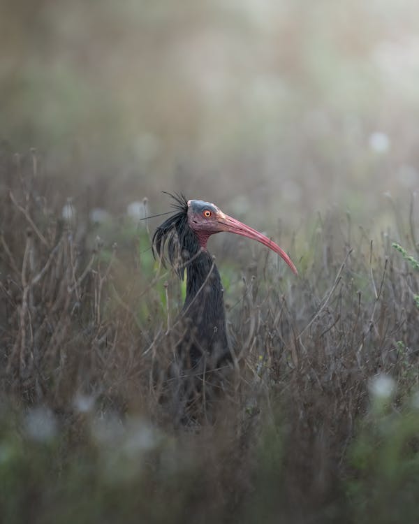 Northern Bald Ibis in Nature