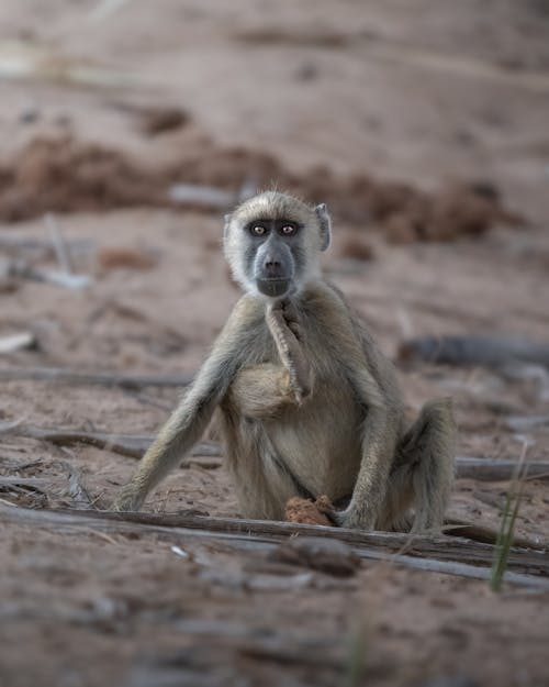 Close-up of a Baboon Monkey Sitting on the Ground 