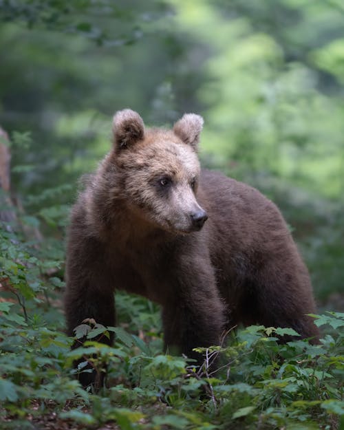 A Brown Bear Standing between Green Plants in Woods