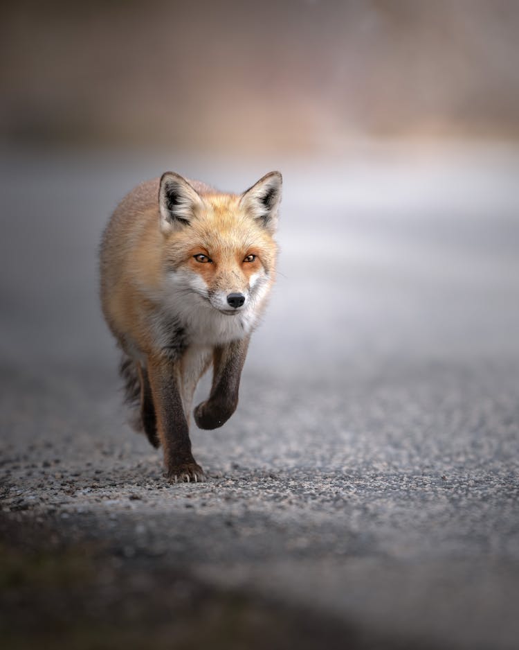 Fox On Road