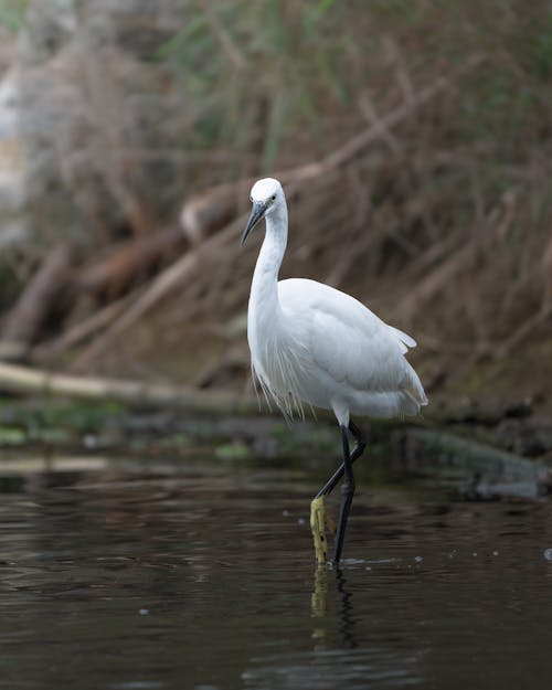 Close-up of an Egret Standing in Water 