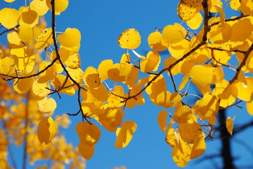 Free stock photo of blue, fall color, gold
