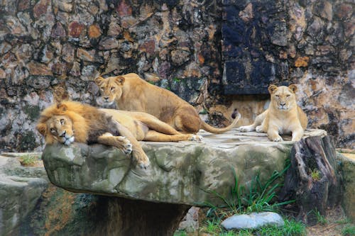 View of Lions Lying on a Rock in a Zoo 