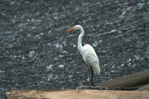Photo of a Standing Egret