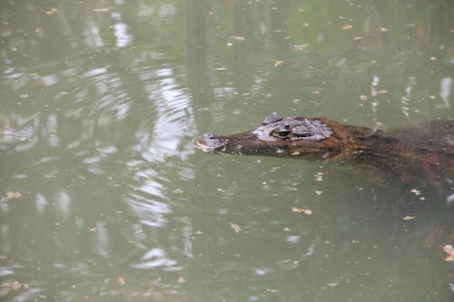 Close-up of a Crocodile under the Water