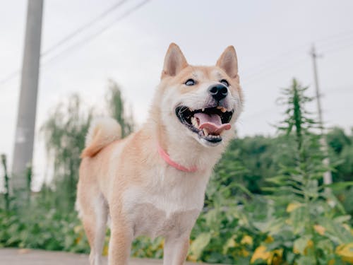 Free stock photo of dog, shiba inu