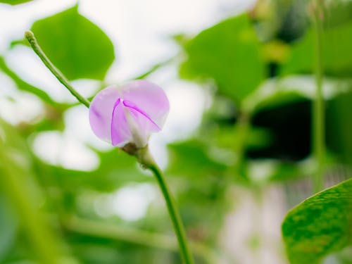 Foto stok gratis bunga ungu