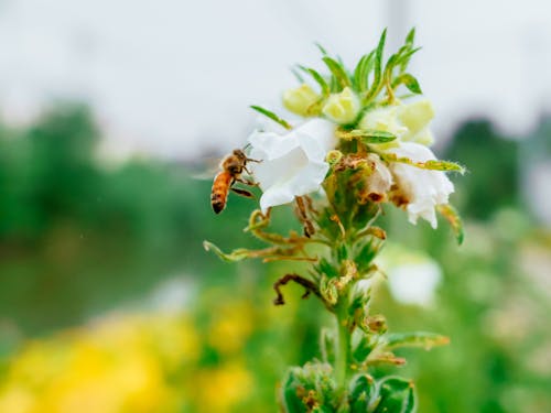 Бесплатное стоковое фото с Пчела