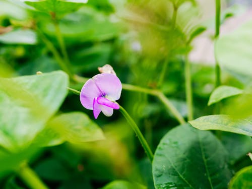 Gratis stockfoto met paarse bloem