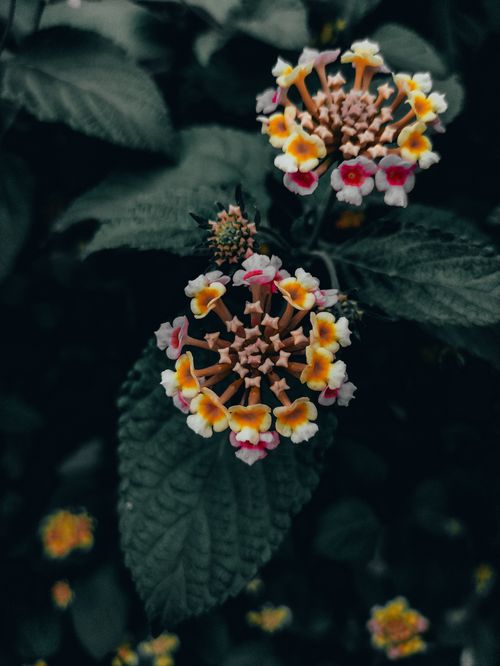 Free Detailed view of colorful lantana flowers with lush green leaves, showcasing nature's intricate beauty. Stock Photo