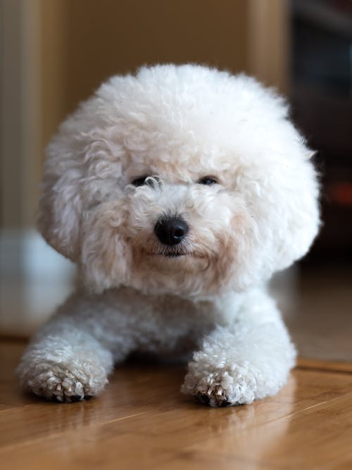 Fotobanka s bezplatnými fotkami na tému bichon, domáce zviera, hlava