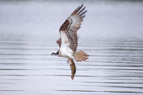 Free An osprey captures a fish mid-flight over a serene lake, showcasing wildlife mastery. Stock Photo
