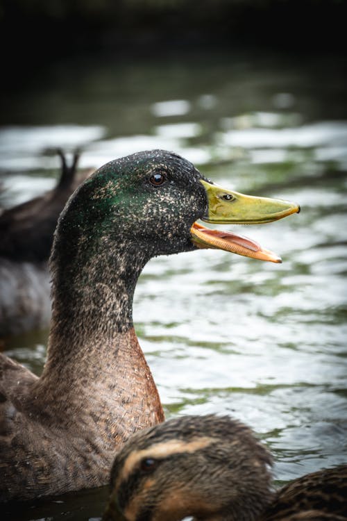 Portrait of Duck