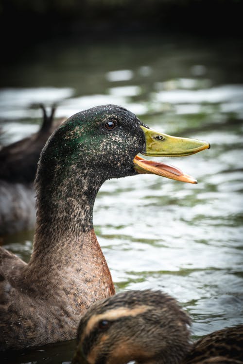 Immagine gratuita di acqua, anatra, fotografia di animali