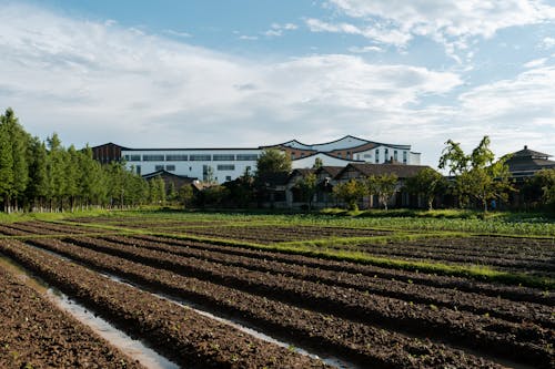 View of a Crop, Trees and Buildings in Distance 