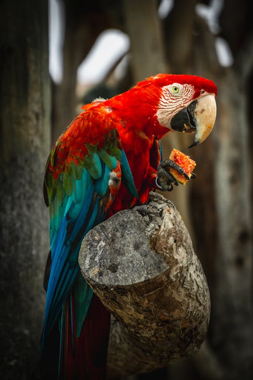 Colorful Macaw Eating