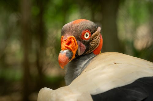 スカベンジャー, 動物の写真, 自然の無料の写真素材