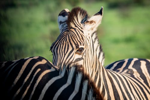 Close-Up Photo of Zebra