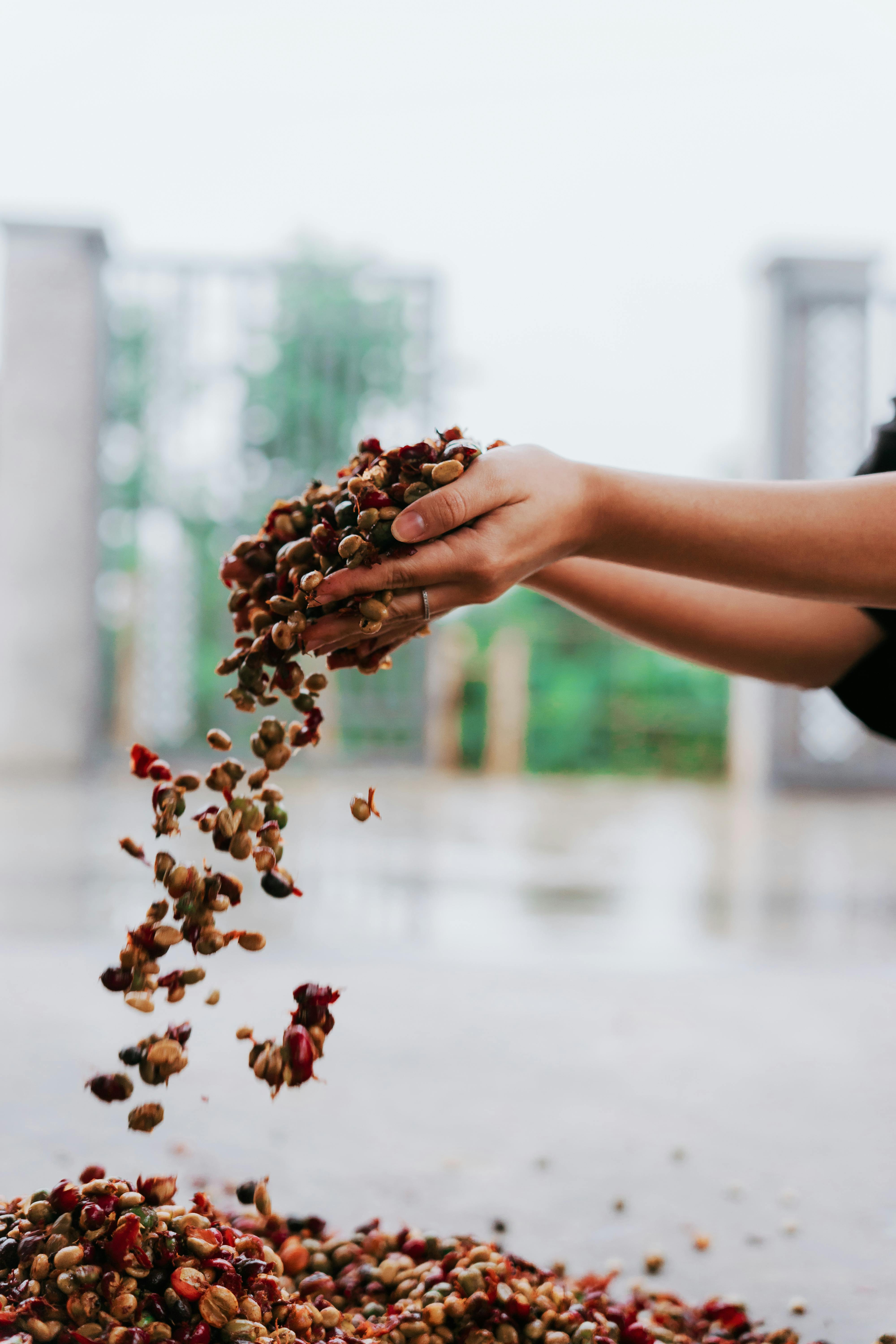 Hands sorting red peppers in Dak Nong, Vietnam. Capturing motion and tradition.